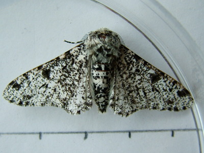 Peppered Moth